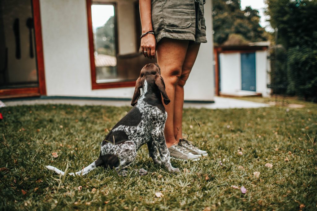 Hond met vlooien: symptomen herkennen en effectieve bestrijdingsmethoden zoals vlooienband, shampoo en druppels